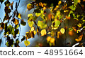Birch leafs in autumn 48951664