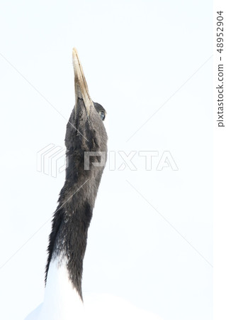 Tan-cho (Tanikaku crane) [head-neck up / Q] 48952904