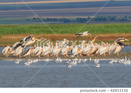 white pelicans in Danube Delta, Romania white pelicans in Danube Delta, Romania 48953338