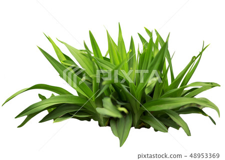 Lush green grass isolated on white background Lush green grass isolated on white background 48953369