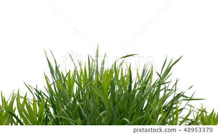 Lush green grass isolated on white background Lush green grass isolated on white background 48953370