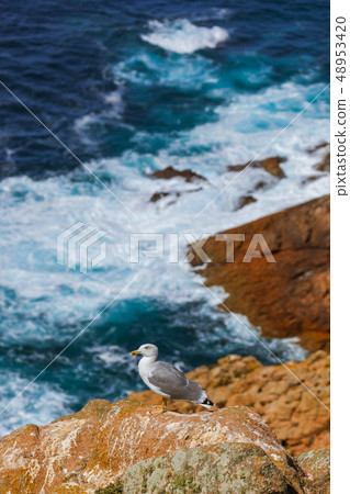 Seagull in Berlenga island - Portugal 48953420