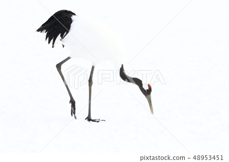 Tan butterfly (Tanikaku crane) foraging activity in a snowy field 48953451