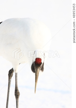 Tan butterfly (Tanikaku crane) foraging activity 48953453