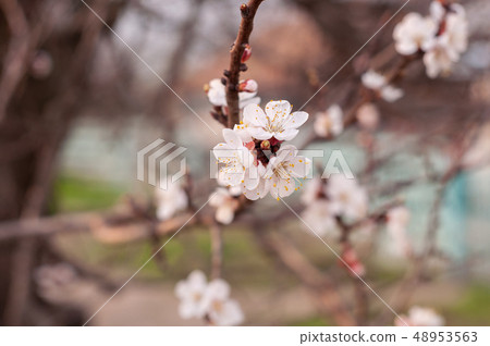 Closeup branch with blooming white flowers and 48953563