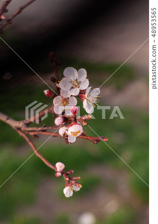 A blooming cherry tree, a branch close-up with A blooming cherry tree, a branch close-up with 48953565