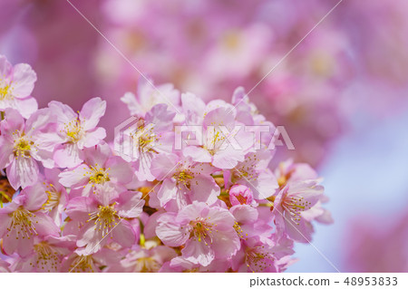Kawazu cherry blossoms in the Yodo waterway in Kyoto 48953833