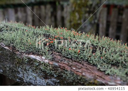 Moss flowers 48954115