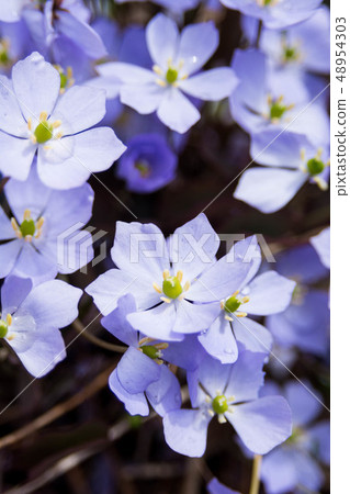 春天的花朵 48954303