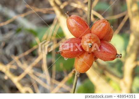 Thai Wild Olive riped, ready to eat 48954351