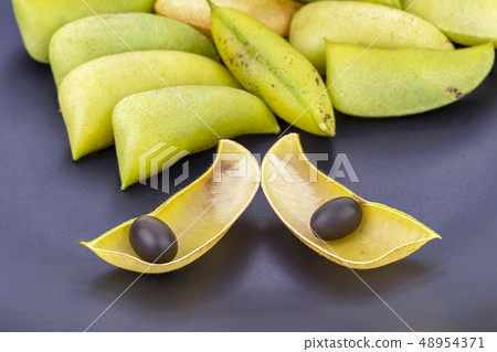 Seed of Cha rueat (Caesalpinia mimosoides Lamk.) Seed of Cha rueat (Caesalpinia mimosoides Lamk.) 48954371