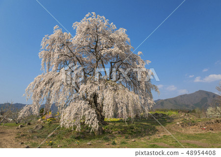 [Spring image] "Takayama Village, Nagano Prefecture" Kazumi cherry blossoms 48954408