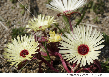 White living stone daisy 48954466