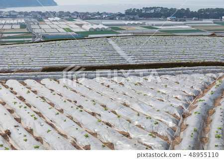 長崎_雲仙市的田田 長崎_雲仙市的田田 48955110