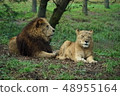 獅子的夫妻 48955164