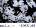 月亮和櫻桃樹 48955166