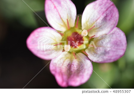 Spider Magus (inter-cloud grass) 48955307