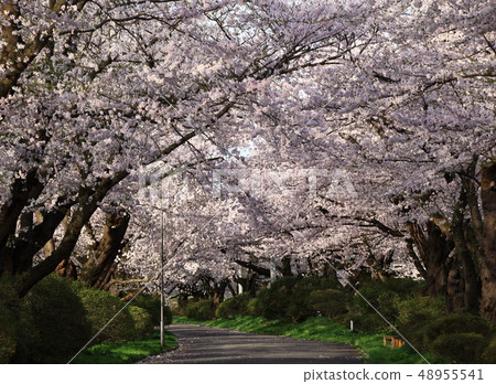Row of cherry blossom trees in spring Row of cherry blossom trees in spring 48955541