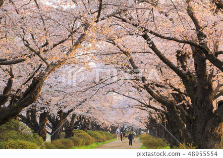 櫻花樹行在春天 櫻花樹行在春天 48955554