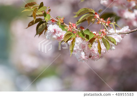 雙櫻桃葉 48955583