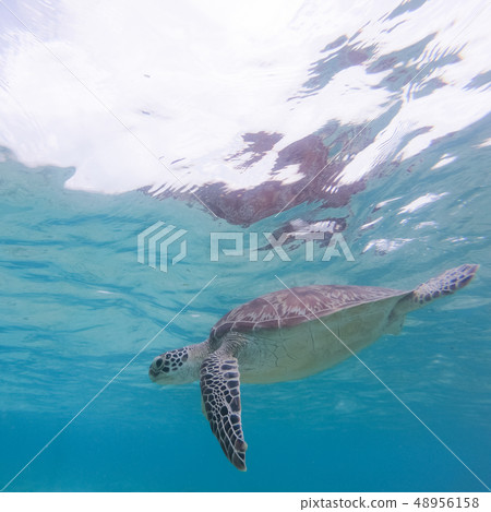 Sea turtle swimming freely in the blue ocean. 48956158
