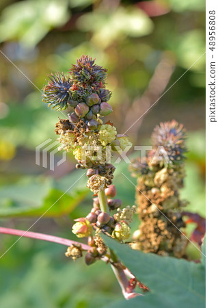 Plant: Polygonaceae 48956808