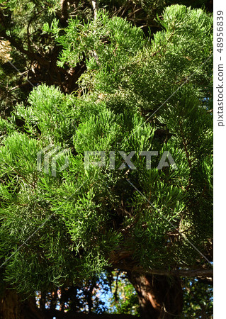 樹木：Kazuki Buchi Hinoki 48956839