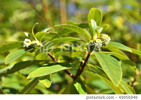 樹：Mitsumata Jinchoge家庭 48956846