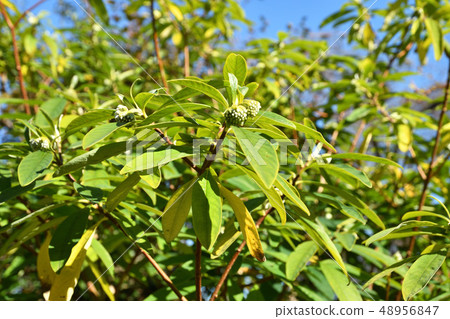 Tree: Mitsumata, Thymelaeaceae 48956847