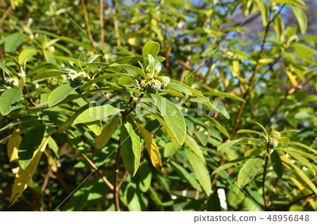 Tree: Mitsumata, Thymelaeaceae 48956848