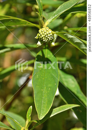 Tree: Mitsumata, Thymelaeaceae 48956852