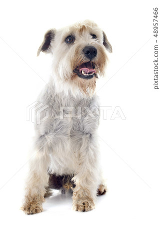 white miniature schnauzer white miniature schnauzer 48957466