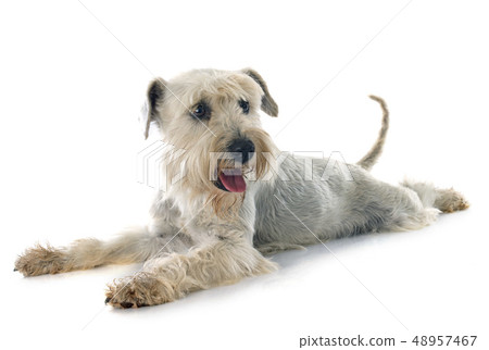 white miniature schnauzer white miniature schnauzer 48957467