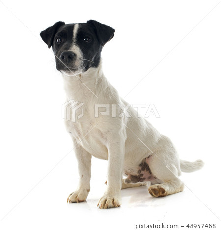 puppy jack russel terrier 48957468
