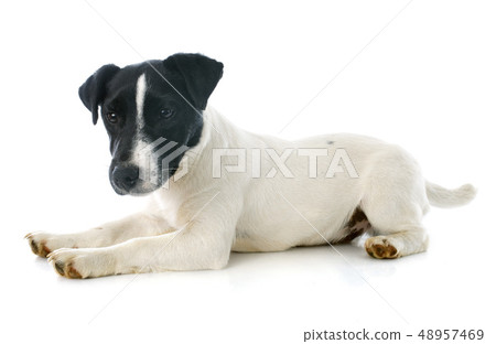 puppy jack russel terrier puppy jack russel terrier 48957469