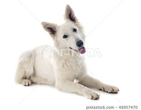 Swiss shepherd Swiss shepherd 48957470
