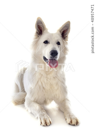 Swiss shepherd Swiss shepherd 48957471