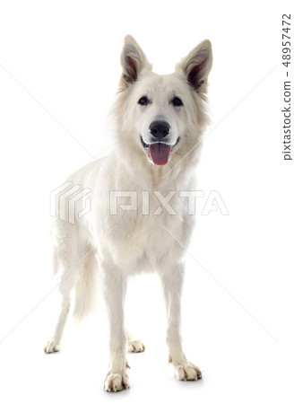 Swiss shepherd 48957472