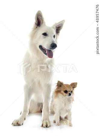Swiss shepherd and chihuahua 48957476