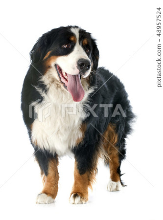 bernese moutain dog bernese moutain dog 48957524