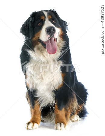 bernese moutain dog bernese moutain dog 48957525