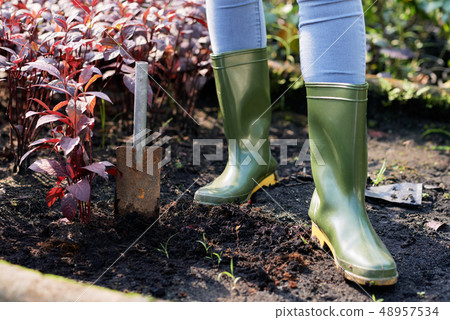 Woman planting red amaranth 48957534