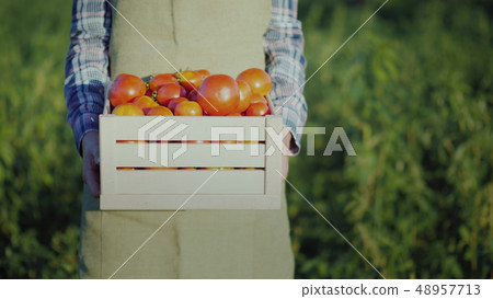 A worker holds a wooden box with tomatoes. 48957713