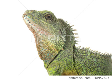 Chinese water dragon Chinese water dragon 48957823
