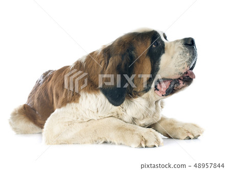 Saint Bernard 48957844