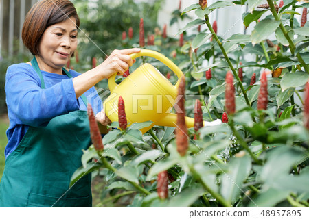 Woman watering bushes in garden Woman watering bushes in garden 48957895