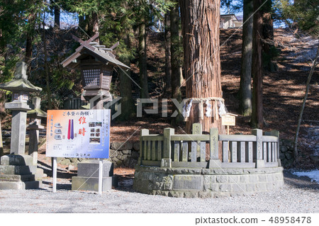 Nagano Prefecture Suwa Taisha Shrine Harumiya Mikamiki / Sugi no Ki Nagano Prefecture Suwa Taisha Shrine Harumiya Mikamiki / Sugi no Ki 48958478