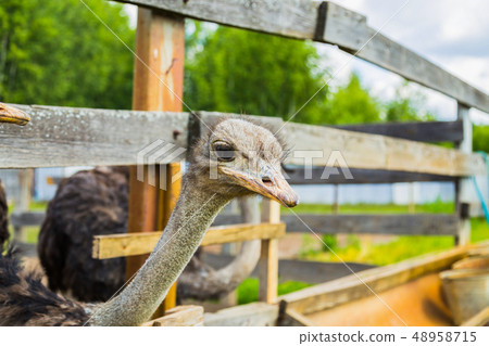African ostrich at the farm 48958715