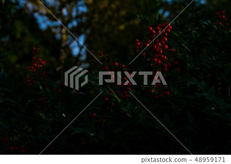 Nandina fruit　 48959171