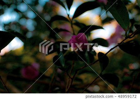 Camellia 48959172